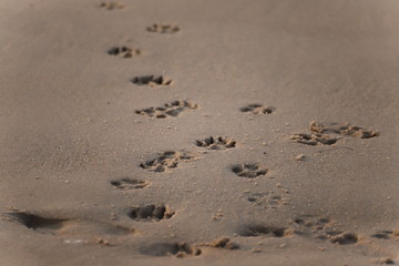 Spuren im Sand