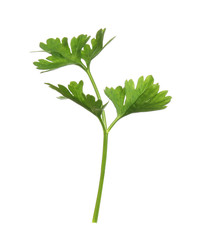 Fresh green organic parsley on white background