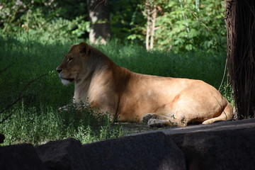 Fototapeta na wymiar Lion male sleeping in the green grass.