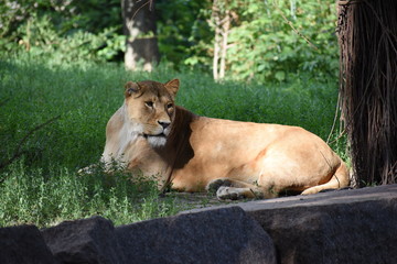 Lion male sleeping in the green grass.