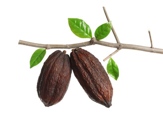 Branch with cocoa pods against white background