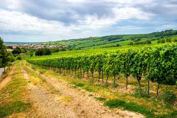 Naklejka premium Weinberge zwischen Laubenheim, Nackenheim, Nierstein und Oppenheim 