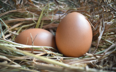 Egg in nest