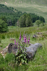 Foxgloves and tree