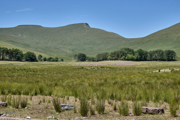 Obraz premium Brecon Beacons Mountains