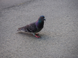 Feral pigeon (Columba livia domestica) with open beak on the street. Also called city doves, city...
