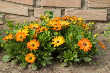 Fototapeta na wymiar osteospermum - orange african daisy