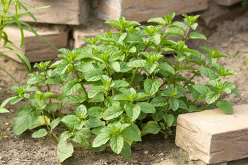 mint in a herb spiral