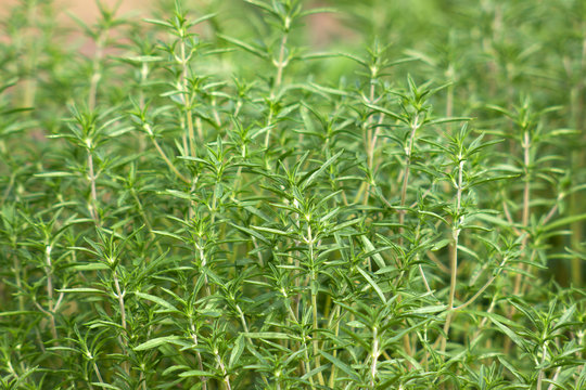savory plant in the garden