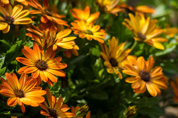 osteospermum - orange african daisy