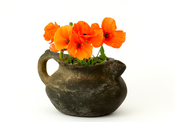 wild poppy flowers in a vase