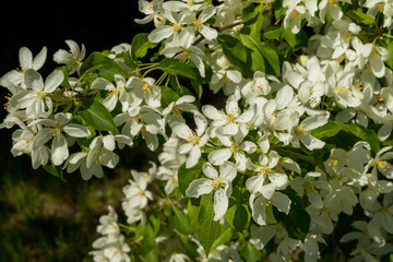 Cherry blossoms in parks in late may.