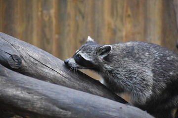 A wild raccoon looks up while it looks for food on the ground.