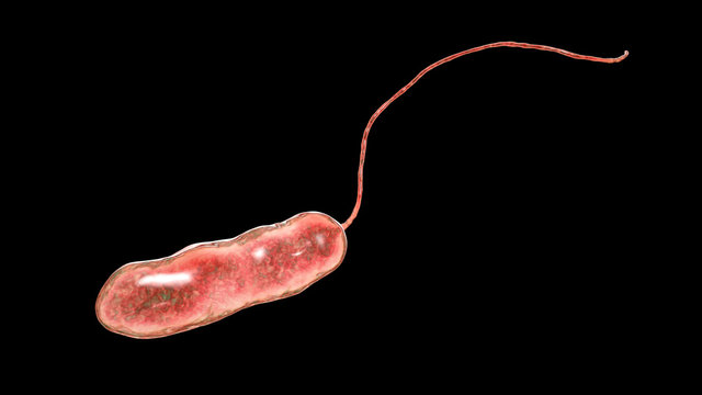 Legionella pneumophila bacterium, the causative agent of Legionnaire's disease, 3D illustration
