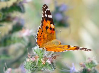 big beautiful butterfly