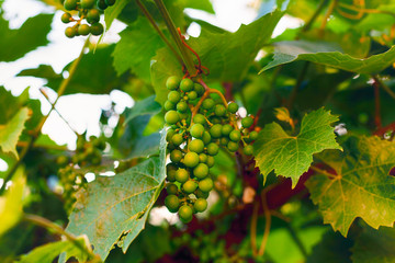Unripe green grapes on the vine.