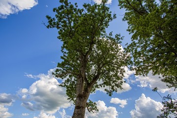 Beautiful view of green tops of high trees on blue sky and clouds background. Gorgeous nature backgrounds.