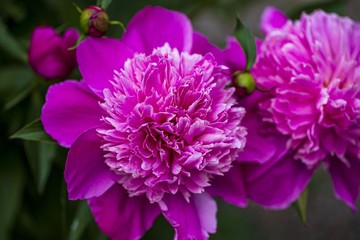 Obraz premium Close up macro view of peony flower ready for blooming on background. Beautiful nature backgrounds.