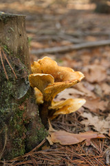 Setas de color amarillo anaranjado al lado de  tronco de pino cortado, posiblemente Hygrophoropsis aurantiaca.