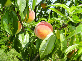 peaches on the tree