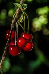 soczyste dojrzałe czerwone wiśnie na gałęzi drzewa