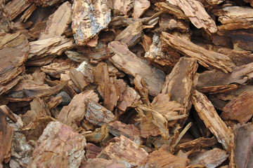 texture: fragments of tree bark