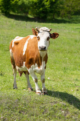 Naklejka na ściany i meble Heifer grazing in a green pasture on a beautiful sunny day