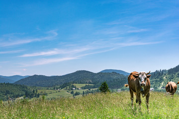 Wonderful Alpine Highlands withperfect sky.  the concept of agriculture, animal husbandry. Natural mountain Landscape with cows. 