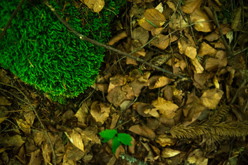 Beautiful green moss on the floor, moss closeup, macro. Beautiful background of moss for wallpaper