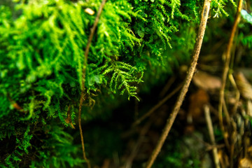 Beautiful green moss on the floor, moss closeup, macro. Beautiful background of moss for wallpaper