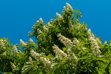 Lush chestnut Flowers on trees in may.