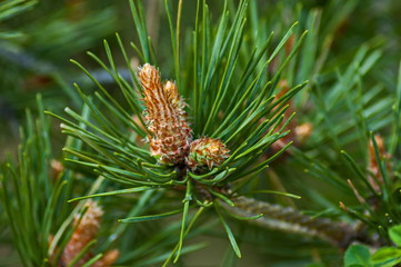 The pine tips of conifer trees jn Plana mountain Bulgaria