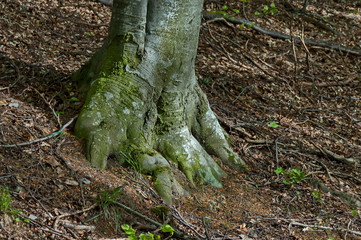 Obraz premium Old birch trunk in Plana mountain, Bulgaria