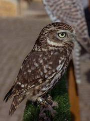 Small owl looking at the horizon