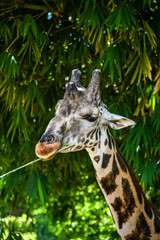 giraffe eating in Guatemalan zoo