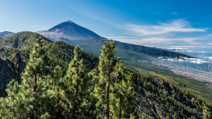 Obraz premium The top of Teide volcano, surrounded by pine trees
