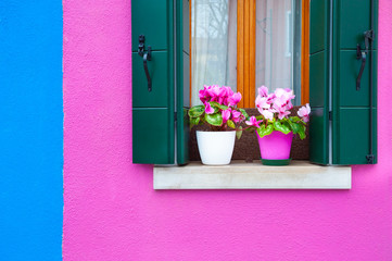 Fototapeta na wymiar Window with green shutters and pink flowers on the pink wall of the house. Colorful architecture in Burano island, Venice, Italy.