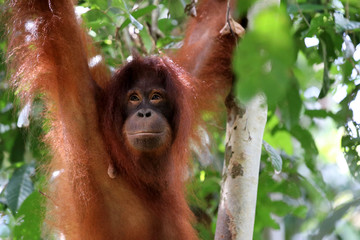 Borneo-Orang-Utan (Pongo pygmaeus) - Semenggoh Borneo Malaysia Asia