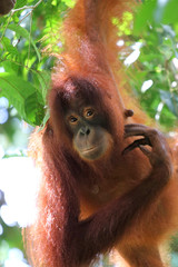 Borneo-Orang-Utan (Pongo pygmaeus) - Semenggoh Borneo Malaysia Asia