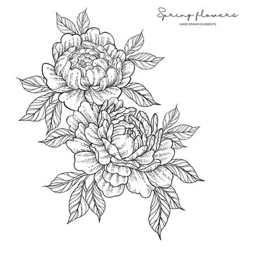 Peony flowers in japanese tattoo style. Hand drawn inked flowers. Black and white floral elements. Vector illustration.