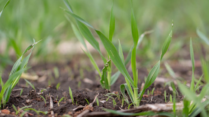Young wheat sprouts, on the field, under the blue sky