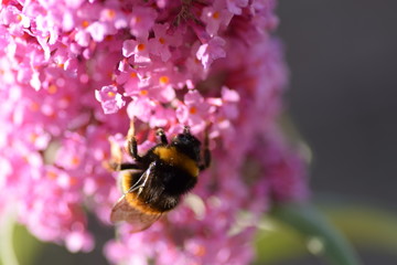bee on a flower