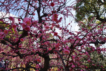 城南宮の枝垂れ梅