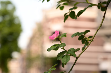 Beautiful pink flower in front of a traditional Dutch house in Amsterdam, the Netherlands
