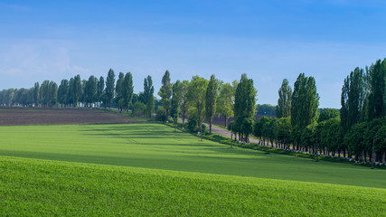 Fototapeta na wymiar Fields with green wheat under a blue sky landscape