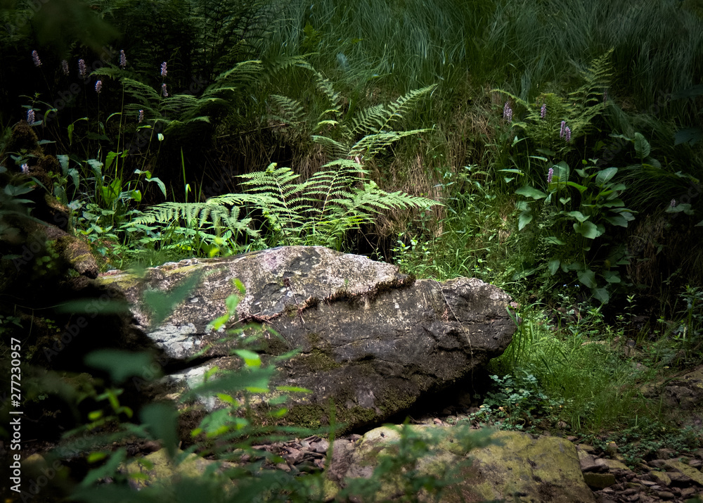 Wall mural stream in forest