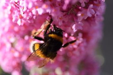 bee on a flower