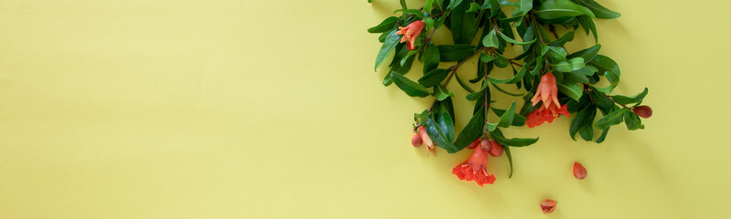 Blossom pomegranate branch on yellow background with space for text
