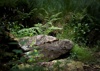 Fototapeta premium stream in forest