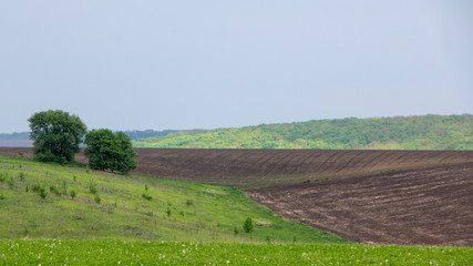Fototapeta premium Black fertile soil on a sprinkled spring field. Landscape